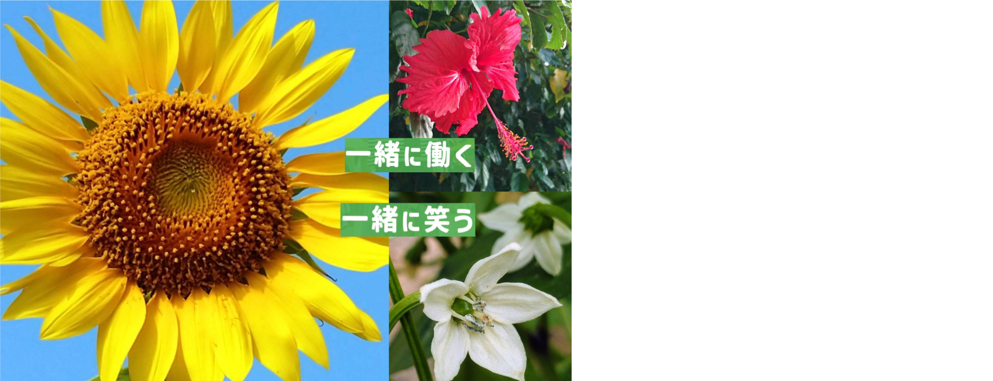 01一緒に働く一緒に笑う花写真